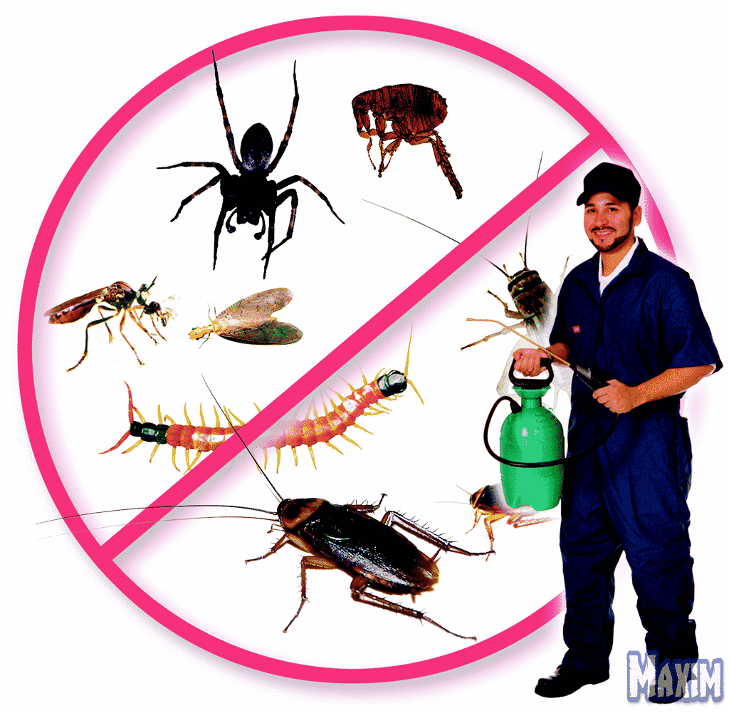 شركة مبيد حشرات بالرياض - 0590974366 مؤسسة مكسيم