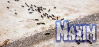 اسباب وجود النمل