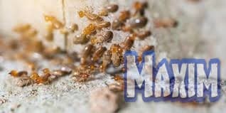 شركة مكافحة النمل الابيض بالخبر