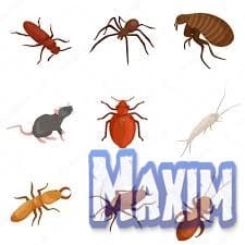 شركه مكافحه حشرت بالديرة شركه مكافحه حشرت بالديرة