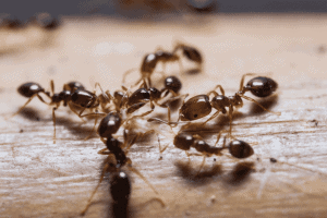 افضل شركة مكافحة النمل بملهم