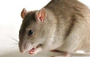شركة مكافحة الفئران بالشفاء