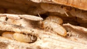 اسعار شركة مكافحة النمل الابيض بالشفاء